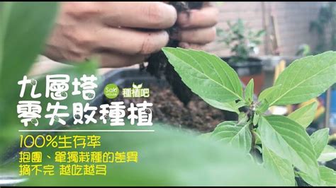 攀藤架|【Saki種植吧】不花錢爬藤架製作，搭製教戰實測，拆卸方便，種。